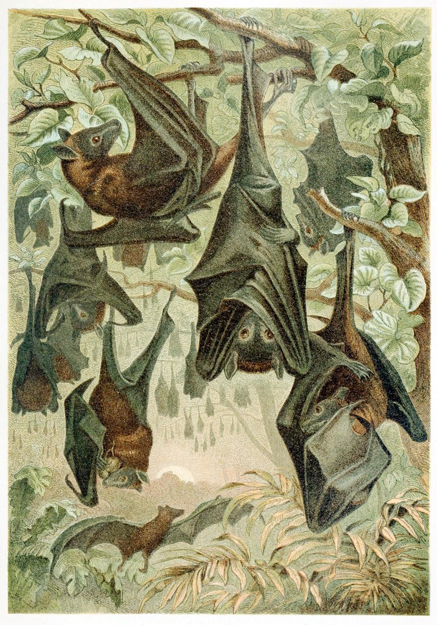Flying Foxes, fra Brehms Tierleben, pub. 1860