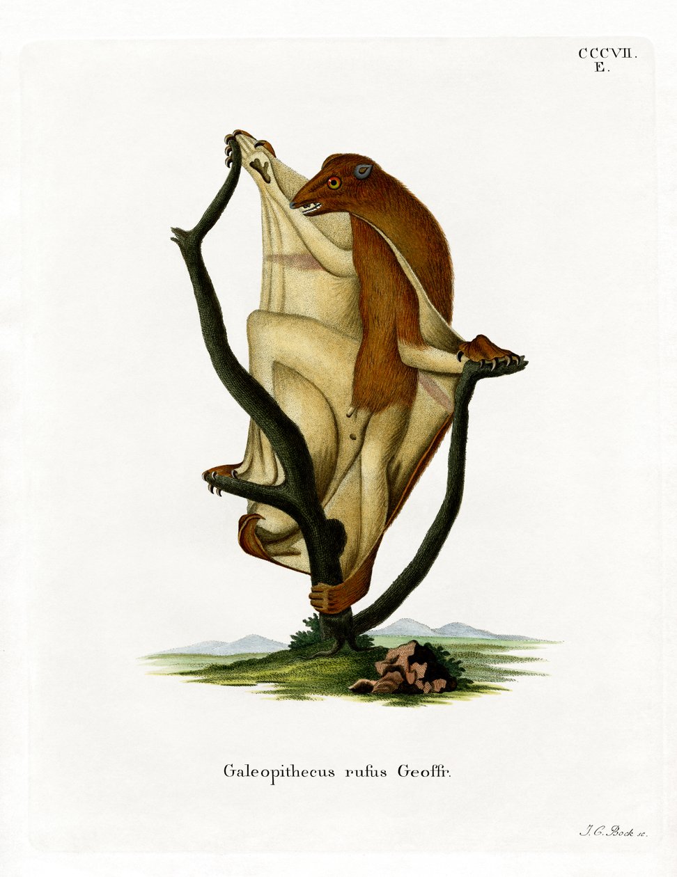 Flying Lemur (farvet gravering) af German School