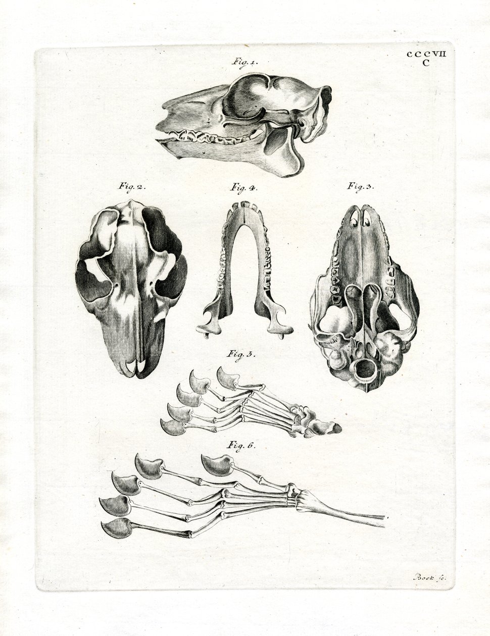 Flying Lemur Skull (farvet gravering) af German School