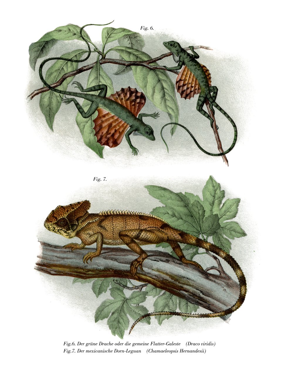 Flying Lizard (farve litho) af German School