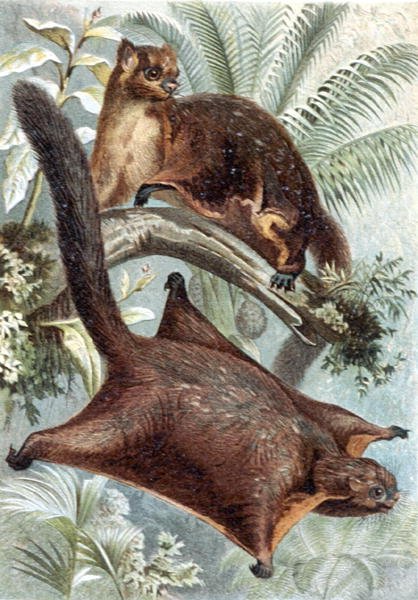 Flying Squirrel, tallerken fra "Brehms Tierleben: Allgemeine Kunde des Tierreichs", bind 2, s.421, udgivet af Bibliographisches Institut af German School