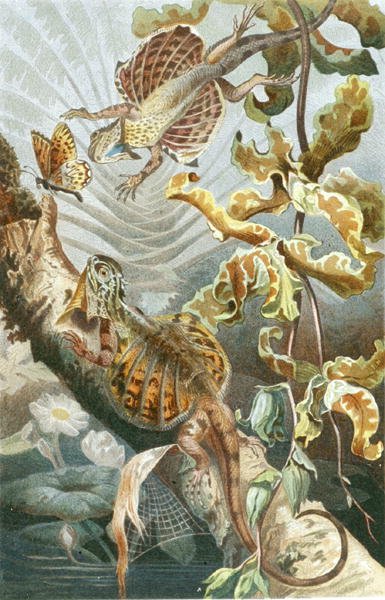 Flyveøgle, tallerken fra "Brehms Tierleben: Allgemeine Kunde des Tierreichs", bind 7, s.51, udgivet af Bibliographisches Institut af German School