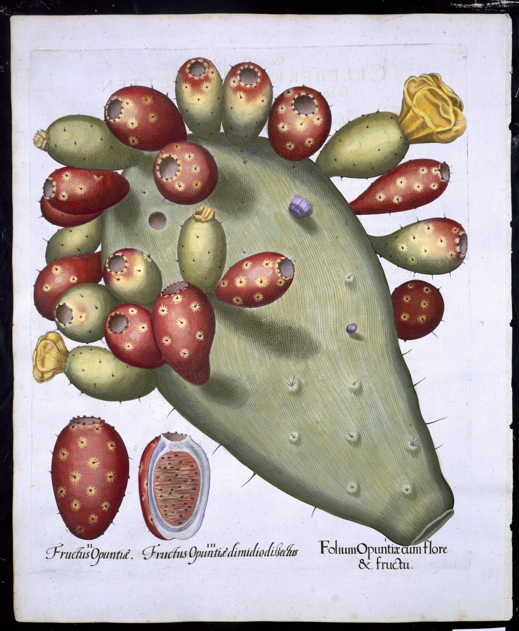 Folium Opuntia fra Hortus Eystettensis af Basil Besler (1561-1629) pub. 1613 (håndfarvet gravering) af German School