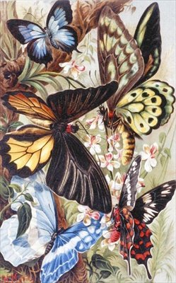 Foreign Butterflies, tallerken fra "Brehms Tierleben: Allgemeine Kunde des Tierreichs", bind 9, s.370, udgivet af Bibliographisches Institut af German School