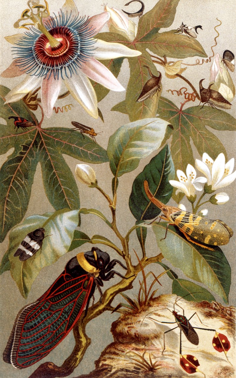 Foreign Cicadas, tallerken fra Brehms Animal Life: General Knowledge of the Animal Kingdom, bind 9, s.637, udgivet af Bibliografisk Institut, 1892 af German School