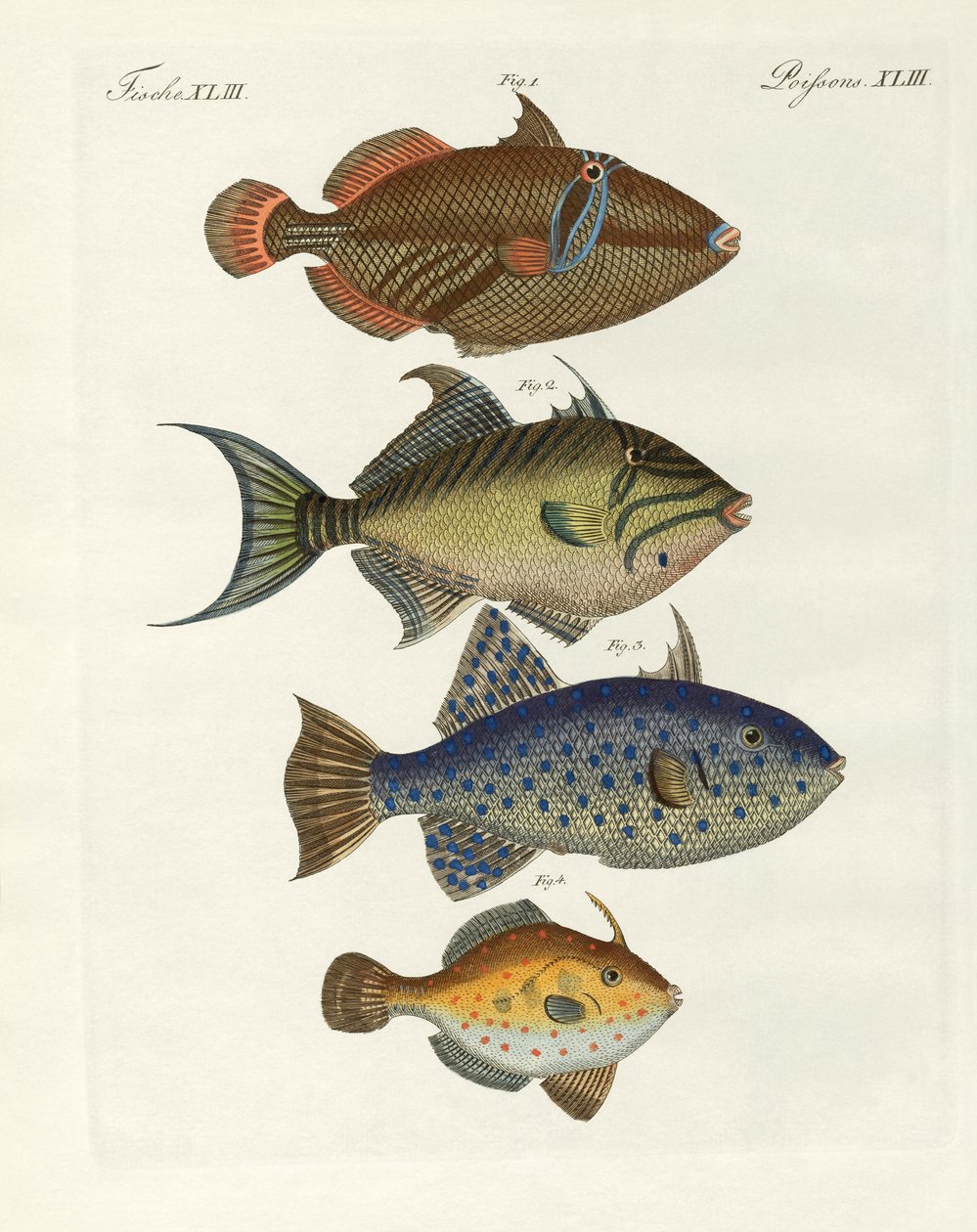 Fremmed fisk (farvet indgravering) af German School