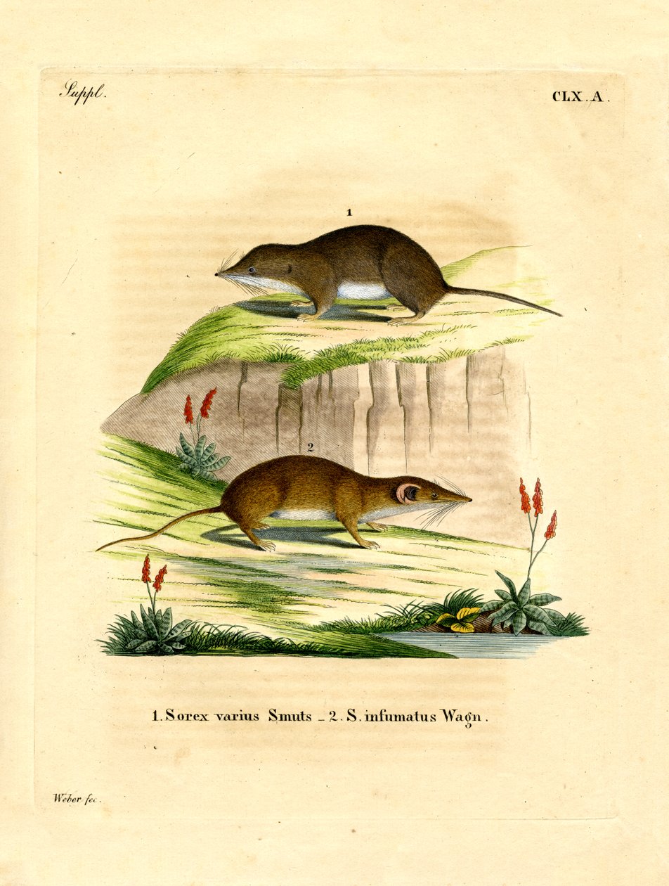 Forest Shrew (farvet gravering) af German School