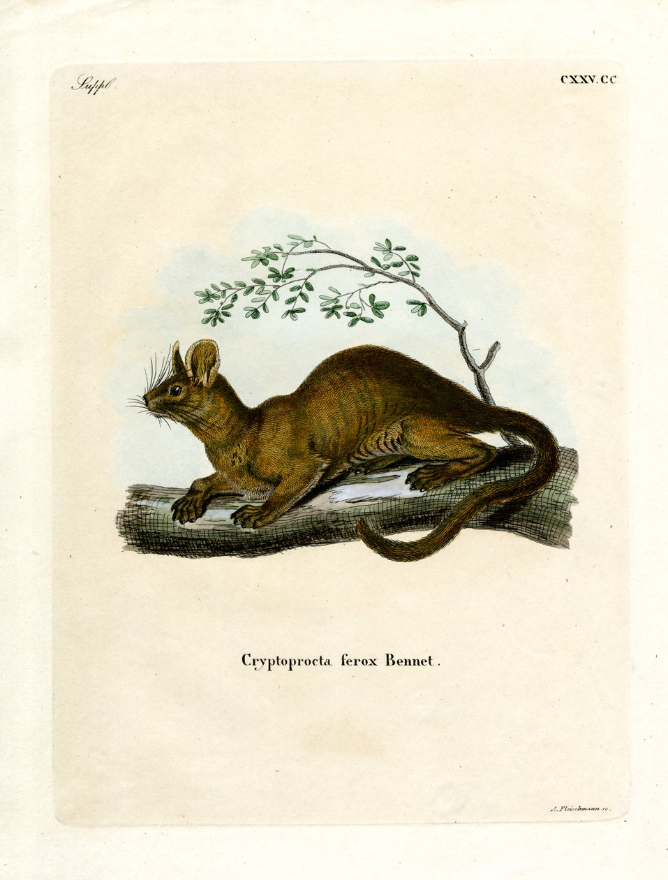 Fossa (farvet gravering) af German School