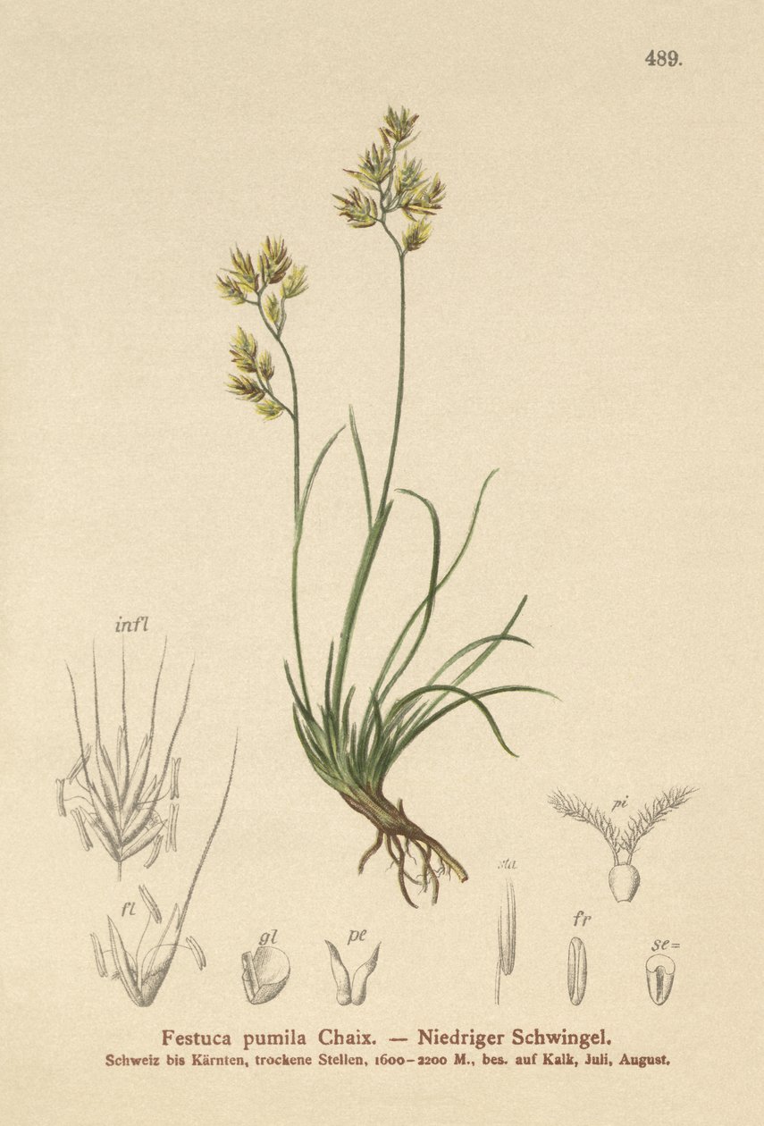 Firkløveret svingel (Festuca pumila, Festuca quadriflora) af German School