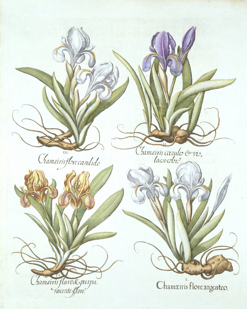 Fire varianter af rhizomatøse iris, fra Hortus Eystettensis, af Basil Besler (1561-1629) pub. 1613 af German School