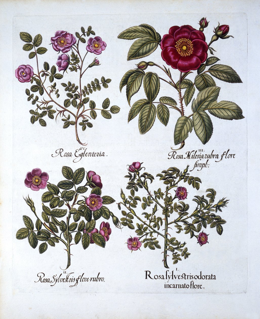 Fire varianter af Dog Rose, fra Hortus Eystettensis, af Basil Besler (1561-1629), pub. 1613 (håndfarvet gravering) af German School