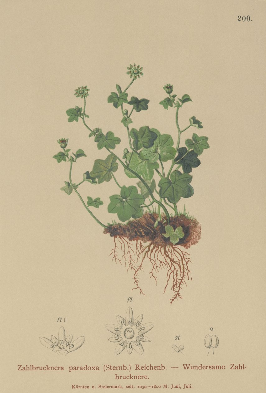 Skør Saxifrage (Zahlbrucknera paradoxa, Saxifraga paradoxa ) af German School