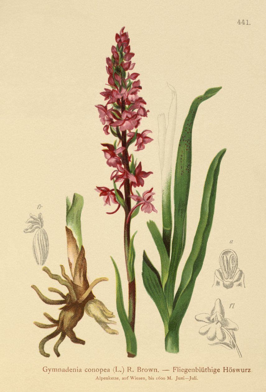 Duftende orkidé (Gymnadenia conopea) af German School