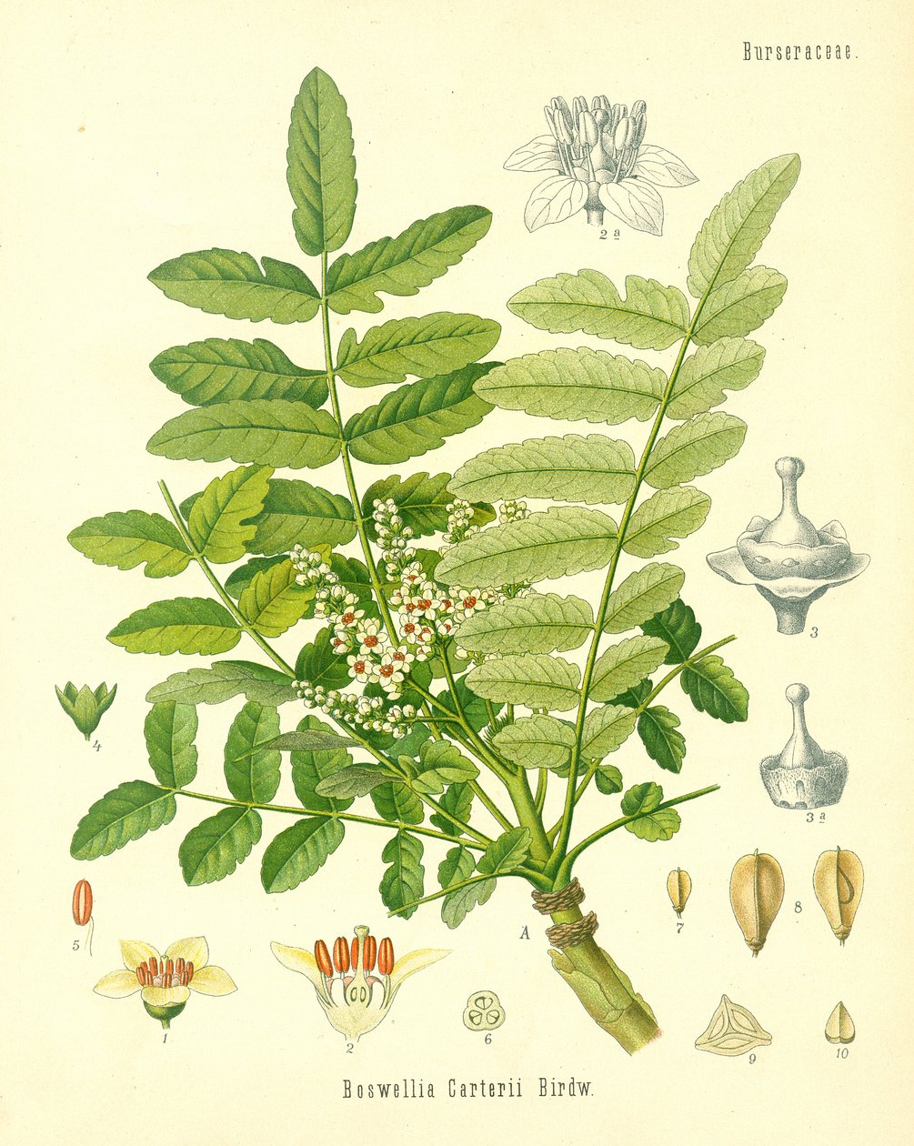 Frankincense, illustration fra Koehlers Medicinal Plants, udgivet i 1887 af German School
