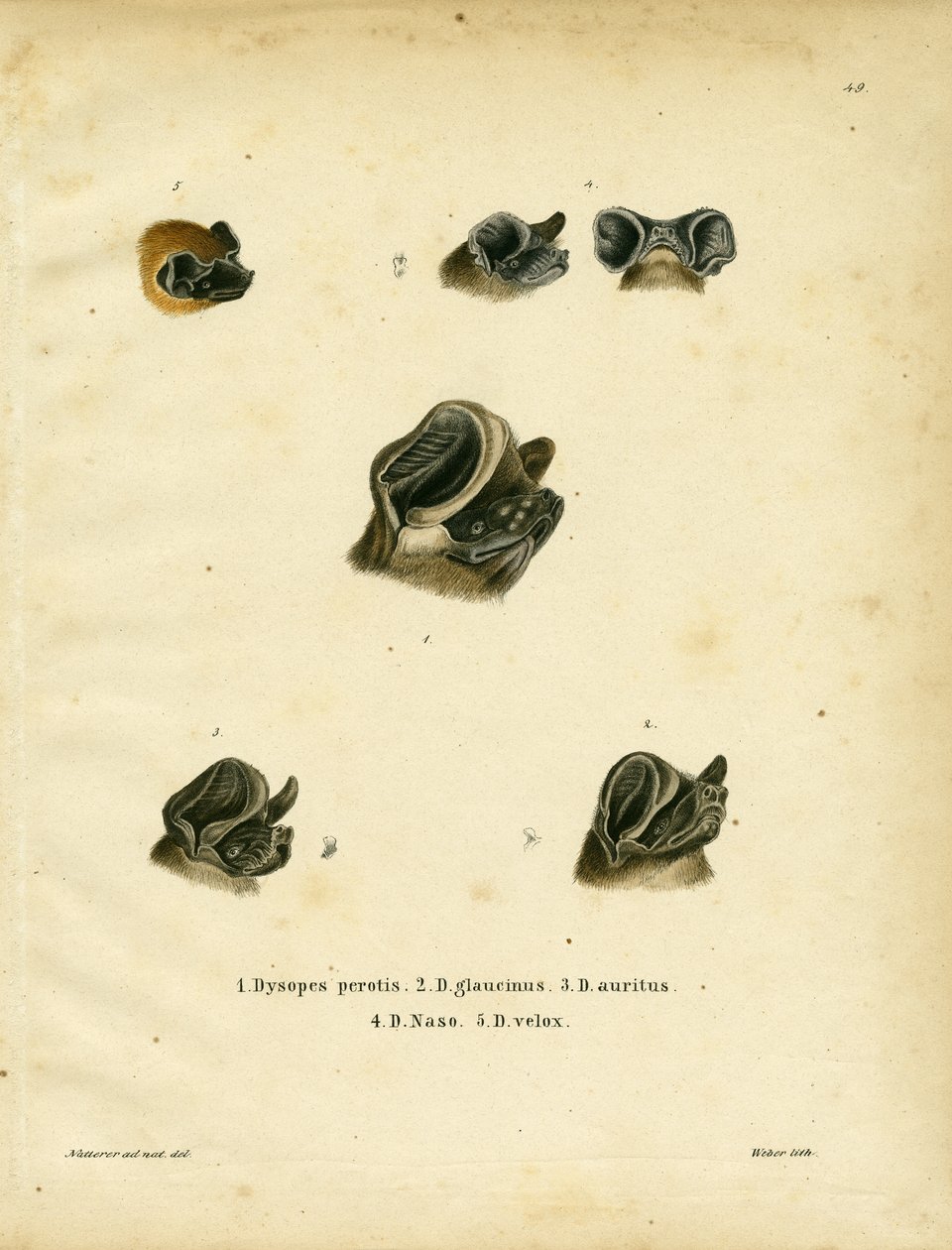 Frithalede flagermus (farvet indgravering) af German School
