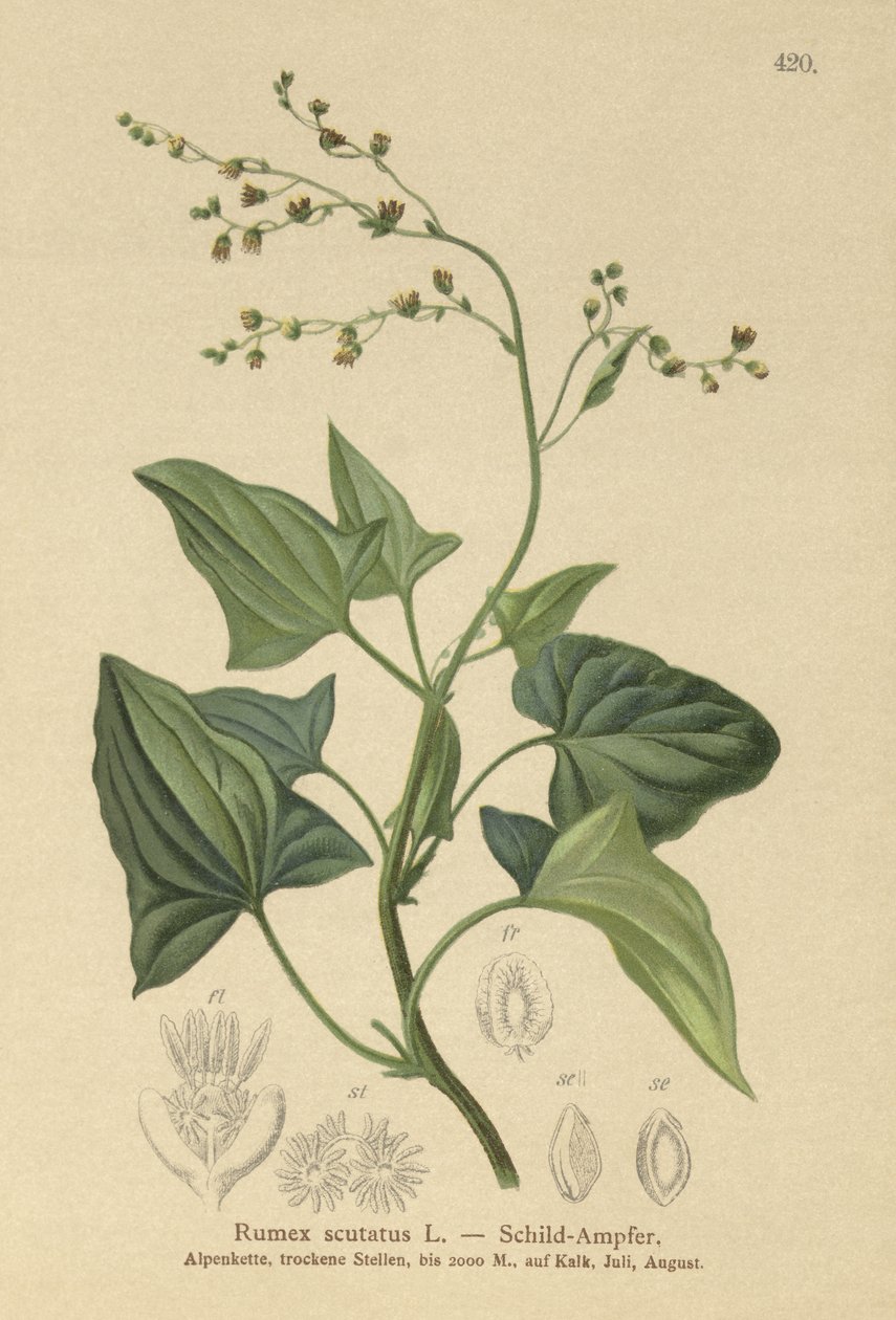 Fransk sorrel (Rumex scutatus) af German School