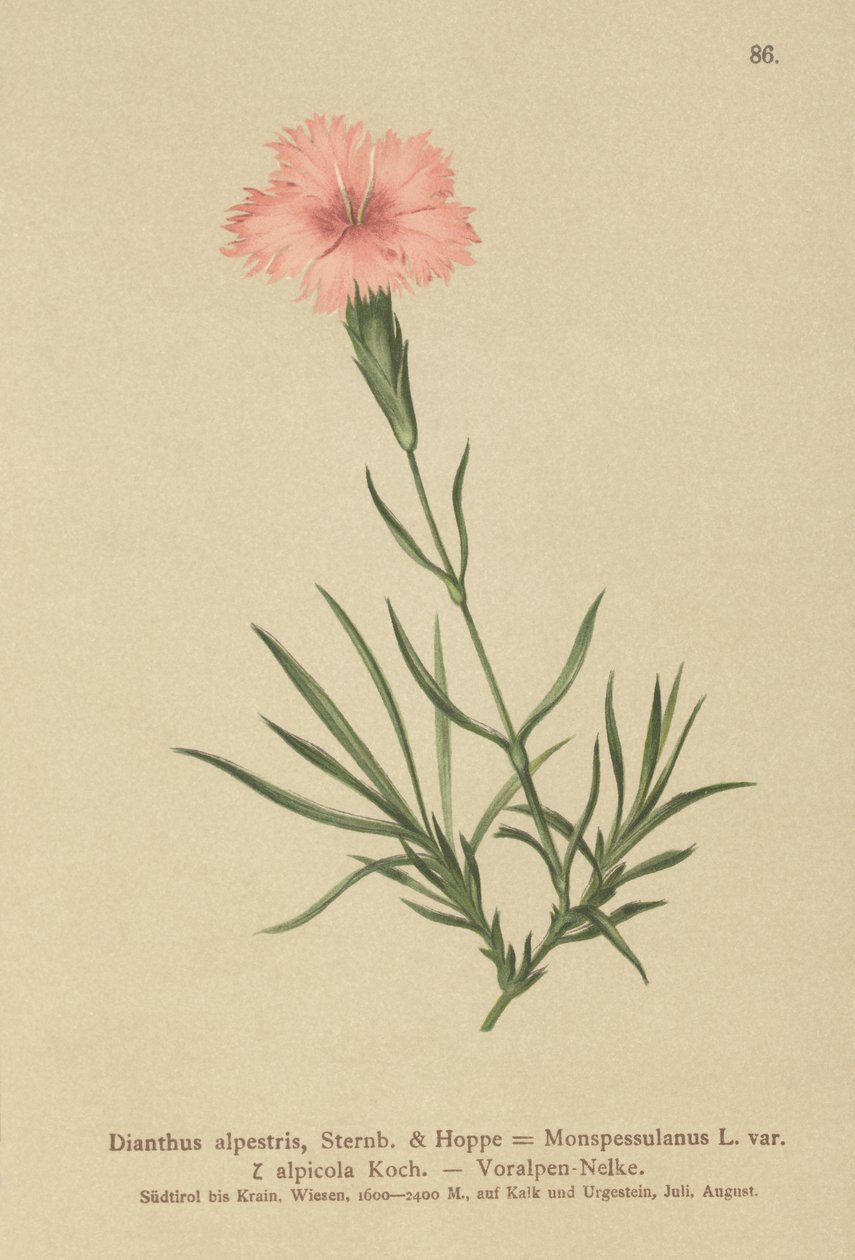 Fringed Pink (Dianthus Monspessulanus, Dianthus alpestris, Dianthus alpicola) af German School