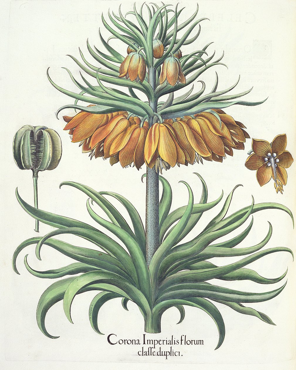 Fritillary: Crown of Imperial flowers af Basil Besler (1561-1629), pub. 1613 af German School
