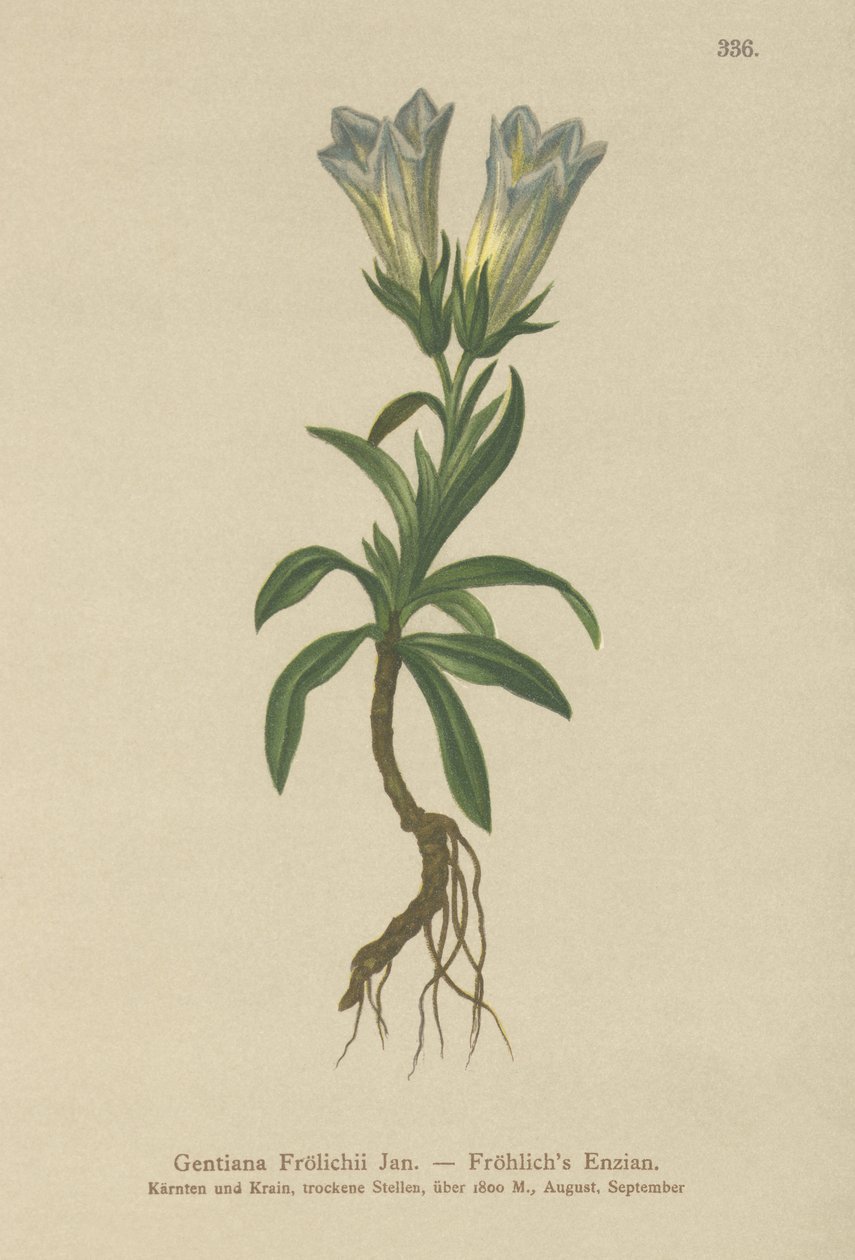 Froelich