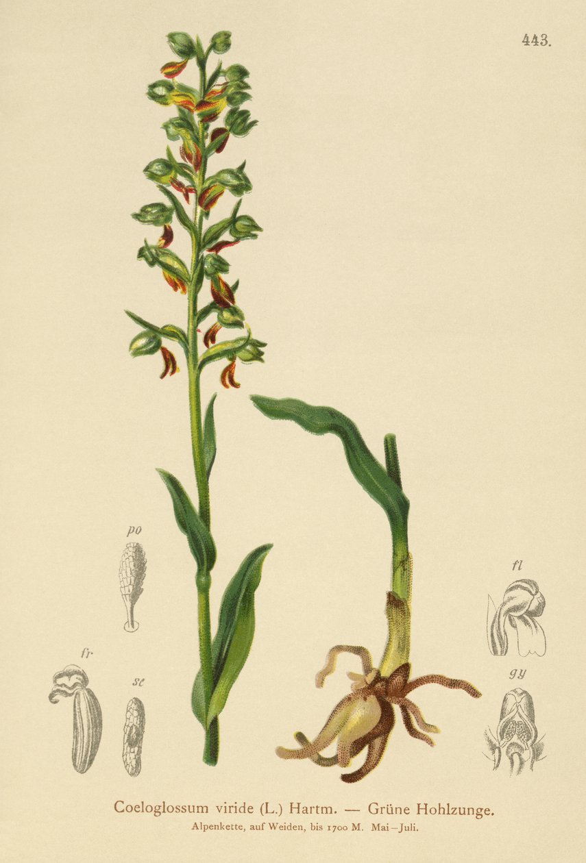 Frø Orkidé (Coeloglossum viride) af German School