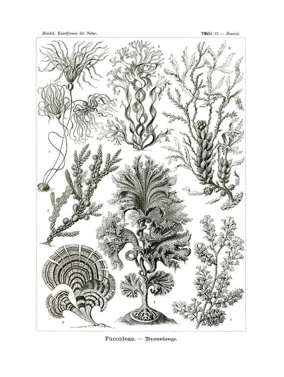 Fucoideae, 1899-1904 af German School
