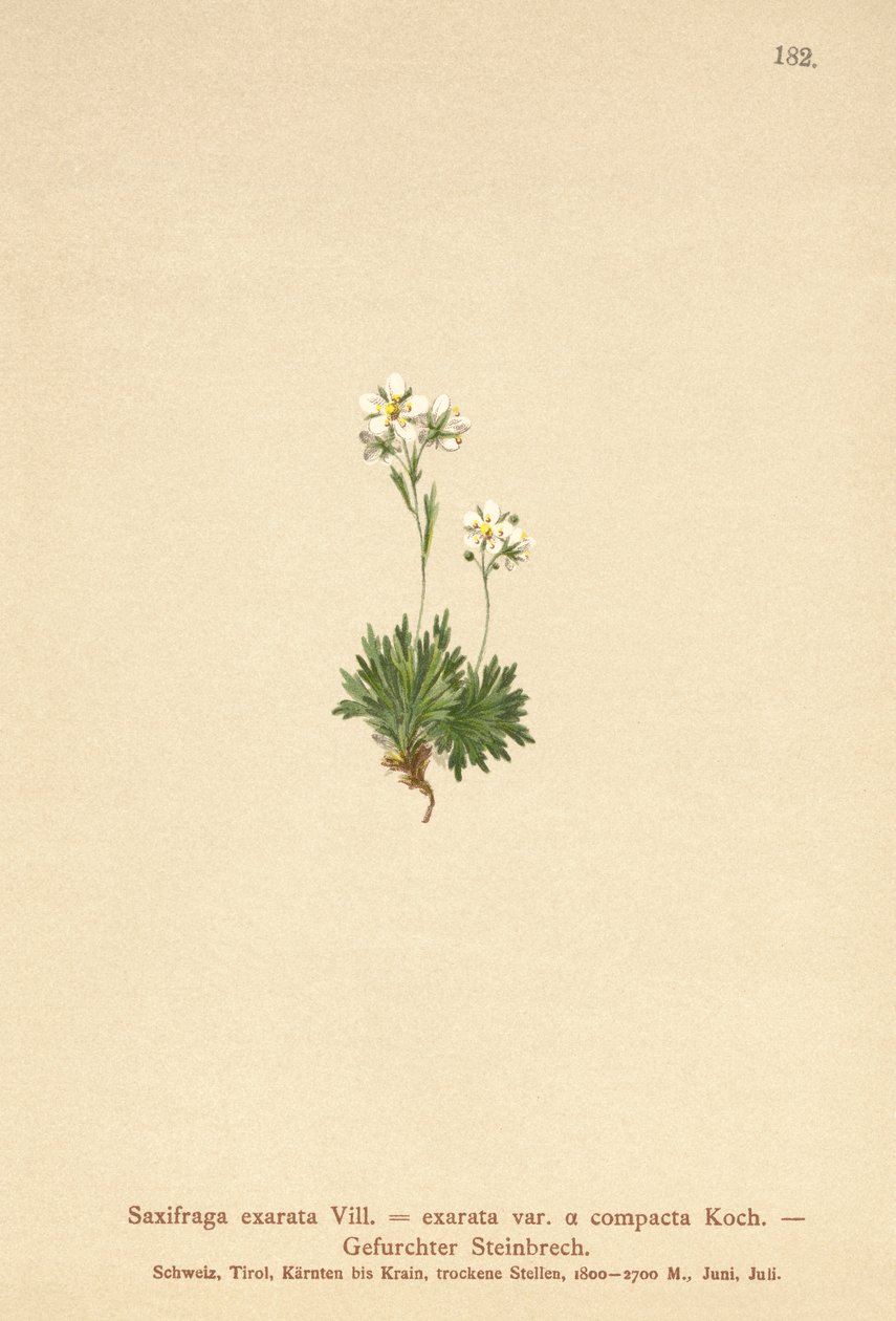 Rynket Saxifrage (Saxifraga exarata, Saxifraga exarata var. compacta, Saxifraga exarata ssp. moschata) af German School