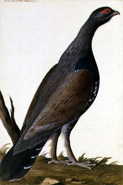 Game Bird, ca. 1740 (akvarel på papir) af German School