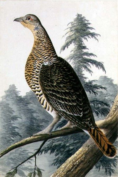 Game Bird, ca. 1740 (akvarel på papir) af German School