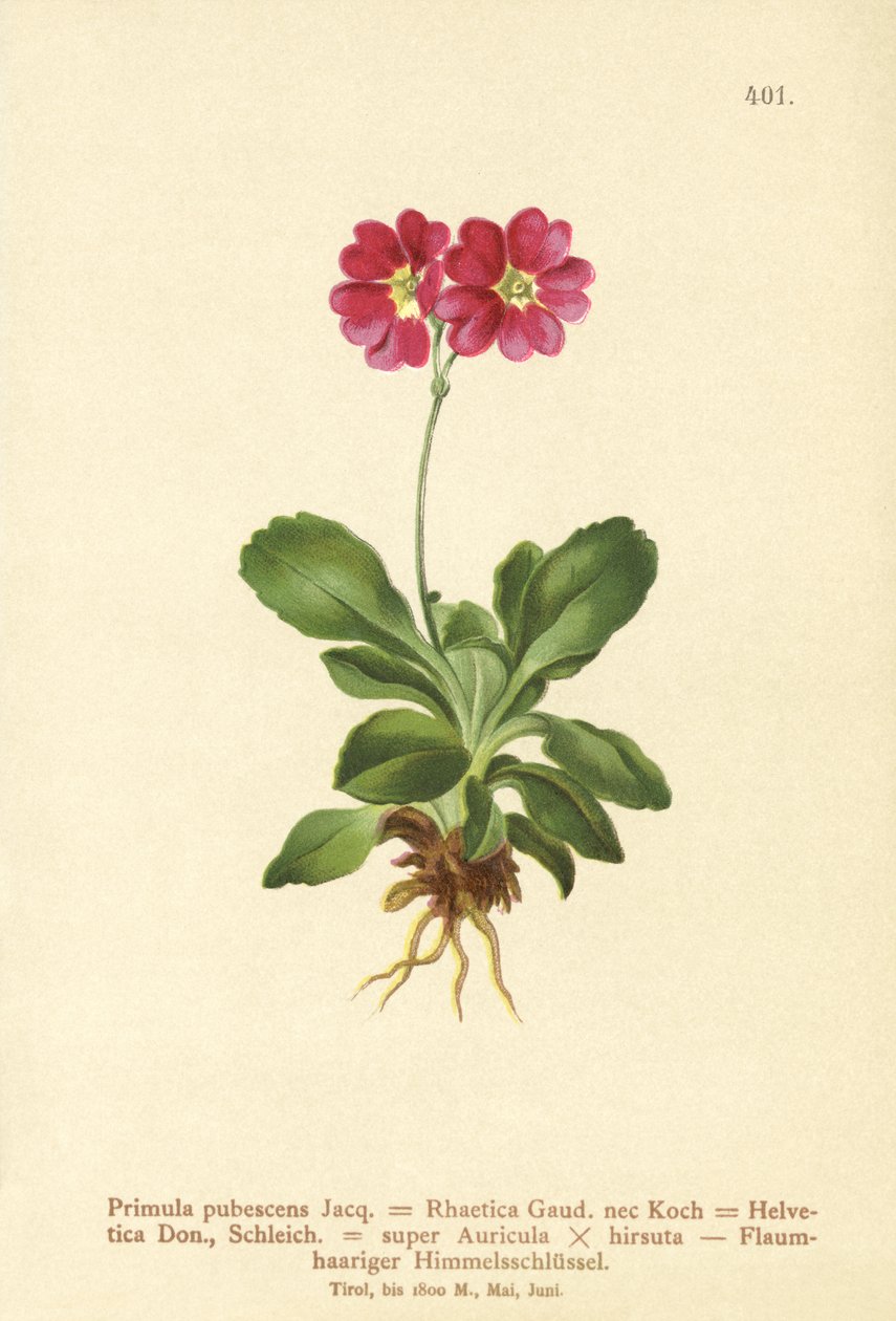 Have Auricula (Primula pubescens, Primula Rhaetica, Primula Helvetica) af German School