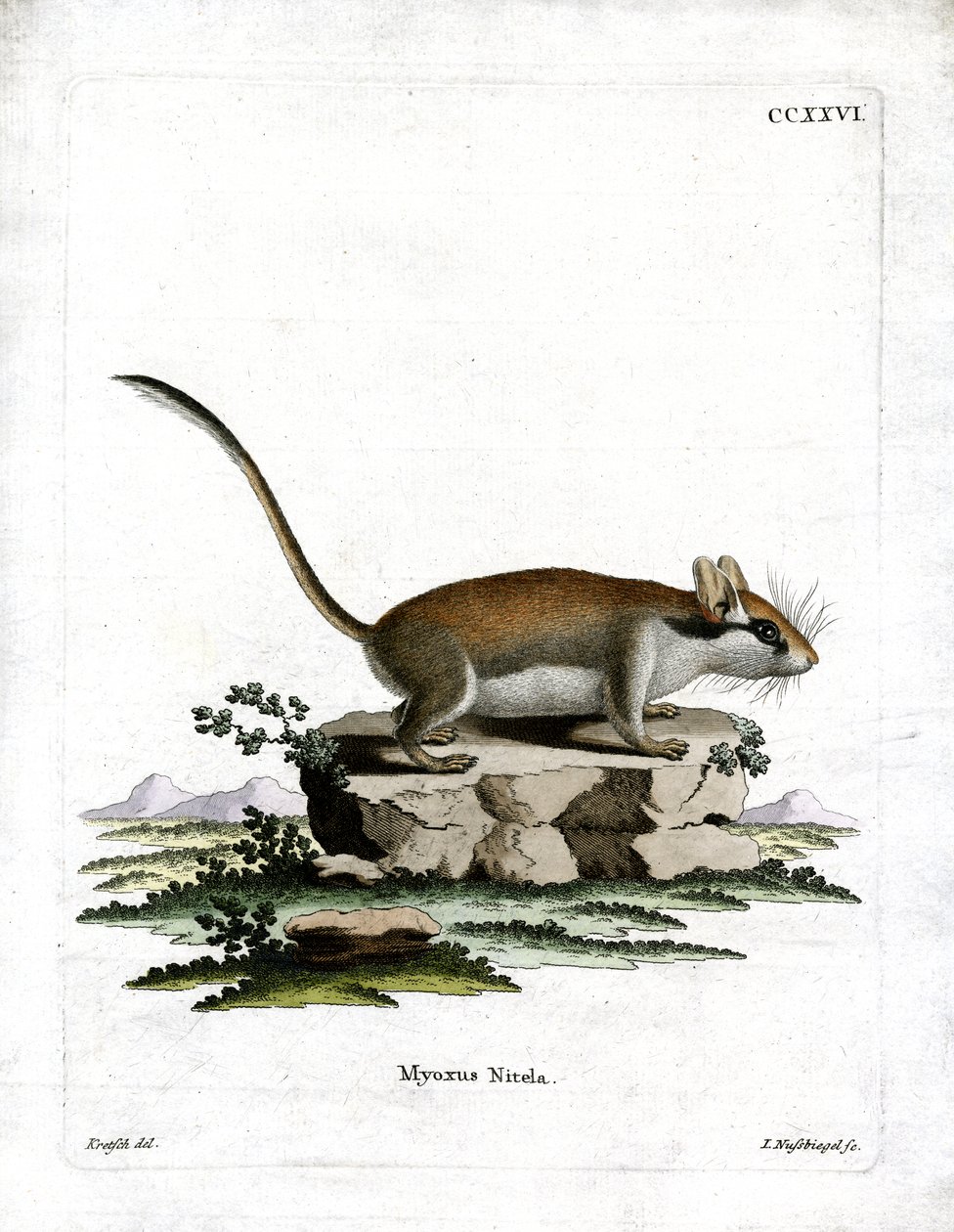 Havedormus (farvet gravering) af German School