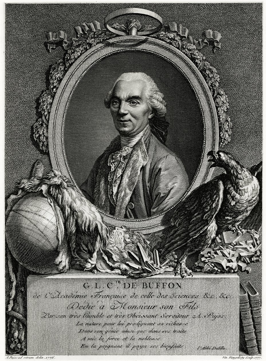 George Louis Leclerc greve af Buffon af German School