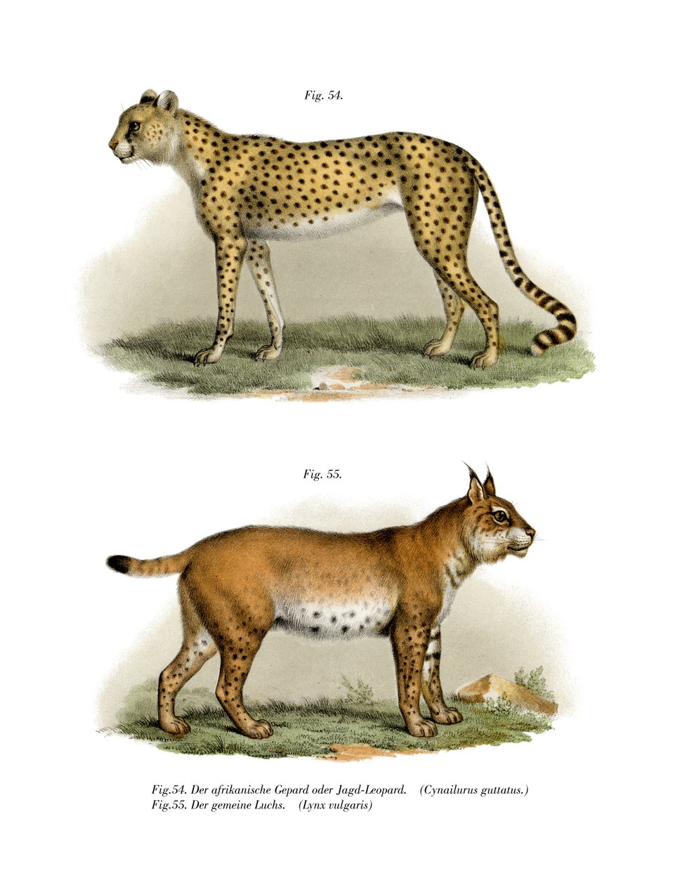 Gepard, 1860 af German School