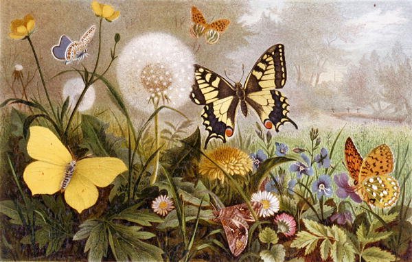 Tyske sommerfugle, plade fra "Brehms Tierleben: Allgemeine Kunde des Tierreichs", bd. 9, s. 376, udgivet af Bibliographisches Institut af German School