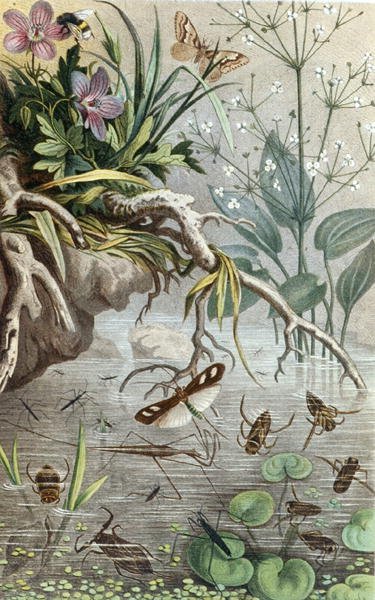 German Water Bugs and Water Striders, plade fra "Brehms Tierleben: Allgemeine Kunde des Tierreichs", bind 9, s.33, udgivet bz Bibliographisches Institut af German School