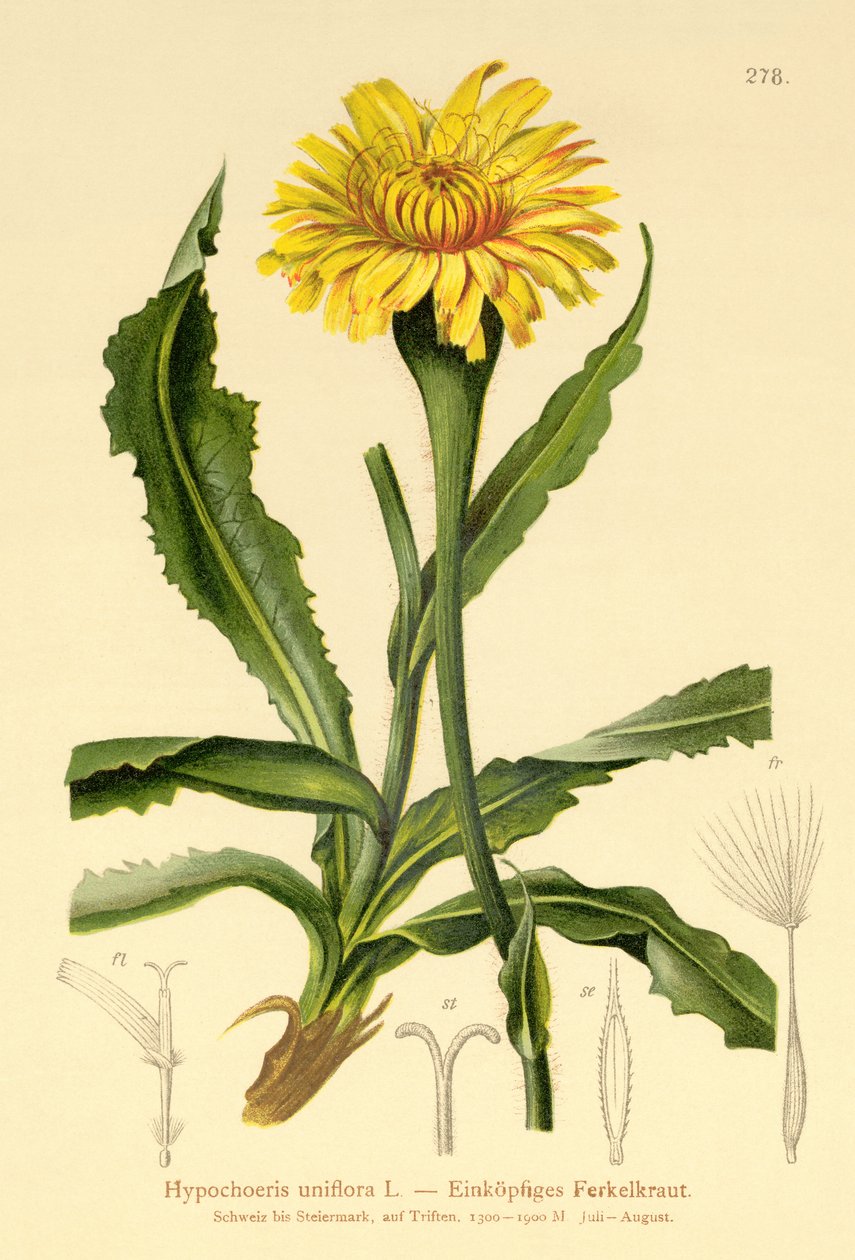 Kæmpe-katteøre (Hypochoeris uniflora) af German School