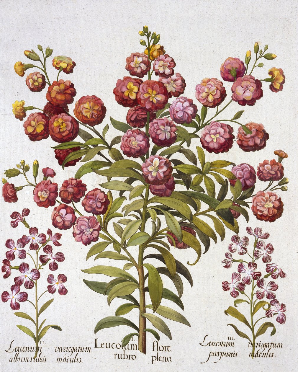 GillyflowerGilliflower, fra Hortus Eystettensis, af Basil Besler (1561-1629), pub. 1613 (håndkoloreret gravering) af German School