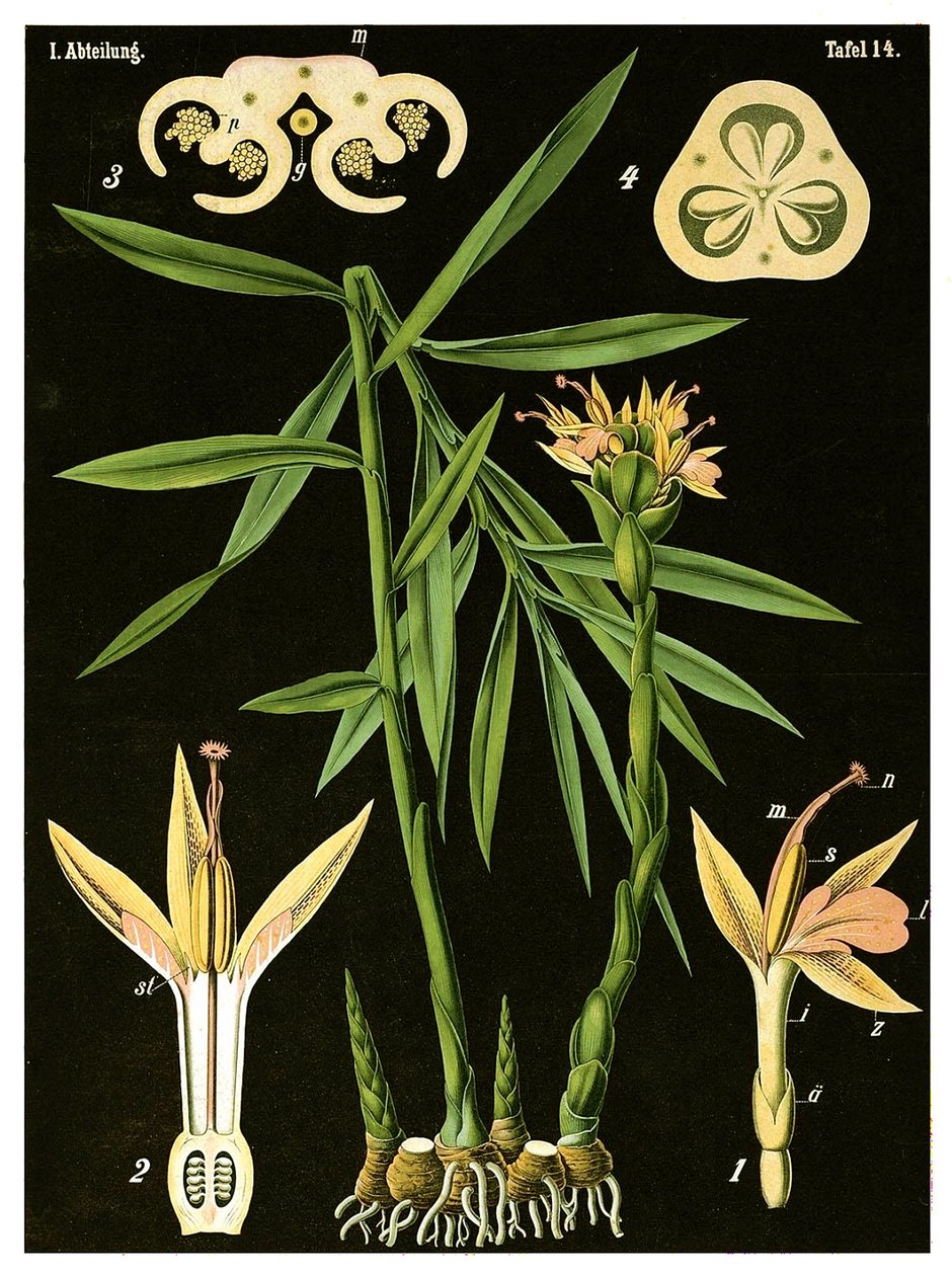 Ingefær (Zingiber officinale Roscoe) ca. 1890 (kromolitografi) af German School