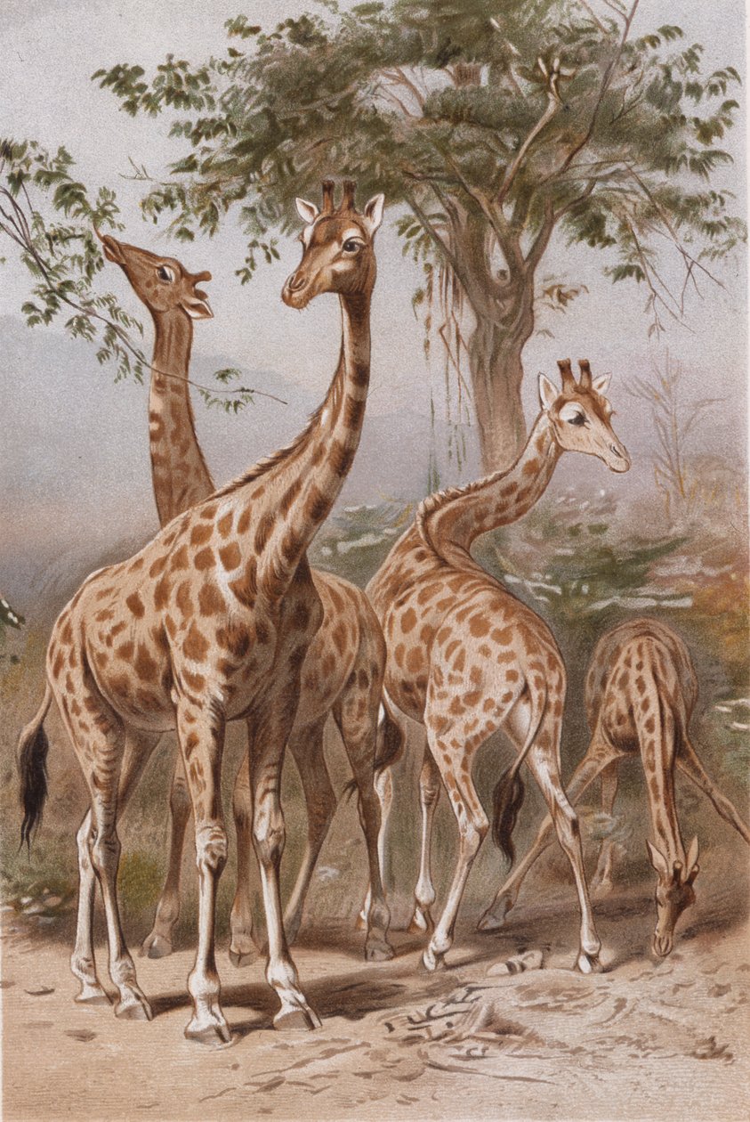 Giraf, tallerken fra Brehms Dyreliv> General Lore of the Animal Kingdom, bd. 3, s. 9, udgivet bz Bibliografisk Institut, 1891 af German School
