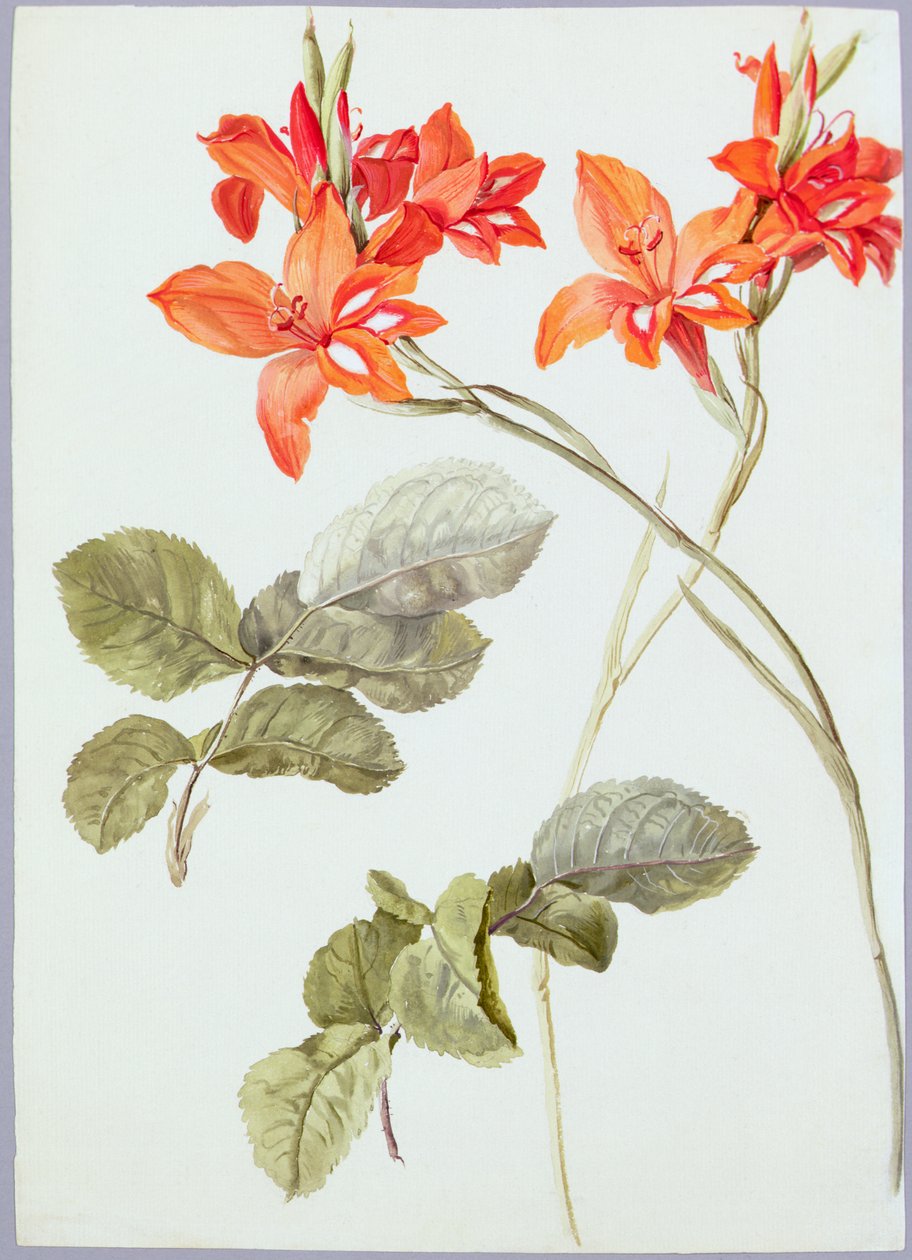 Gladiolus og rosenblade, ca. 1790 (akvarel på papir) af German School