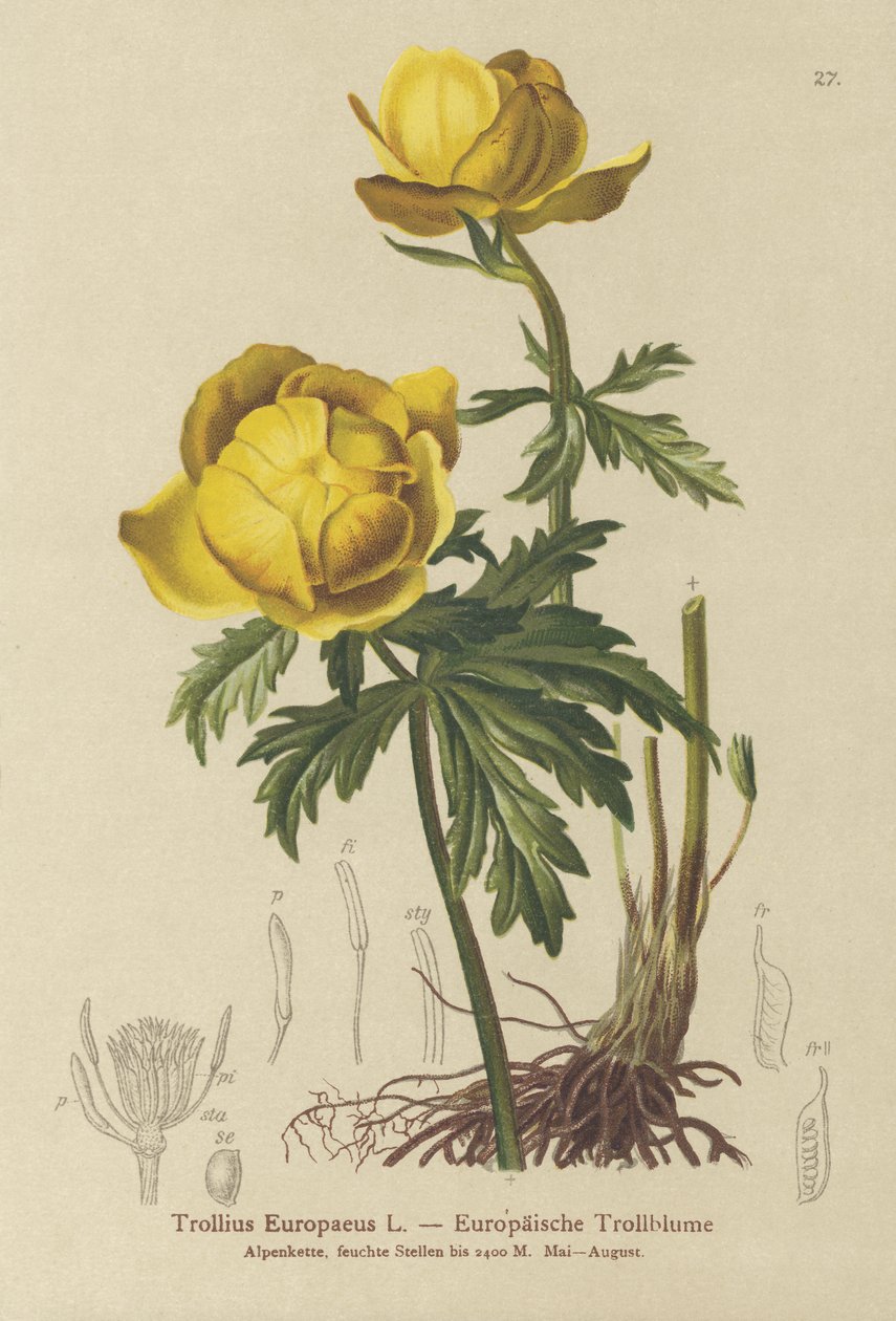 Kugleblomst (Trollius Europaeus) af German School