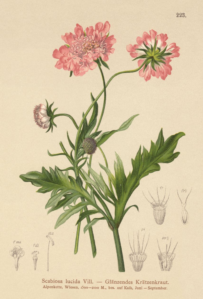 Glansende Scabious (Scabiosa lucida) af German School
