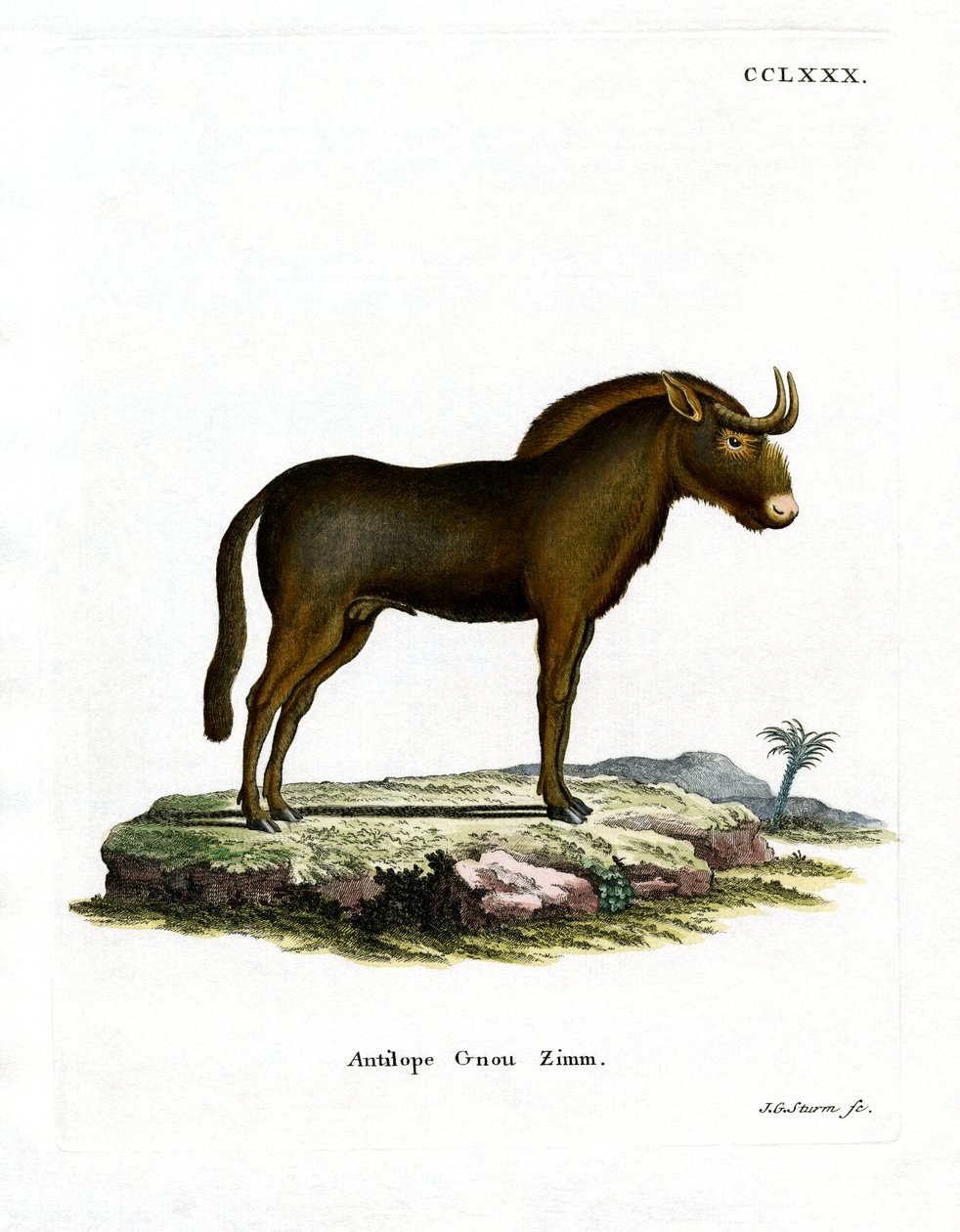 Gnu (farvet gravering) af German School