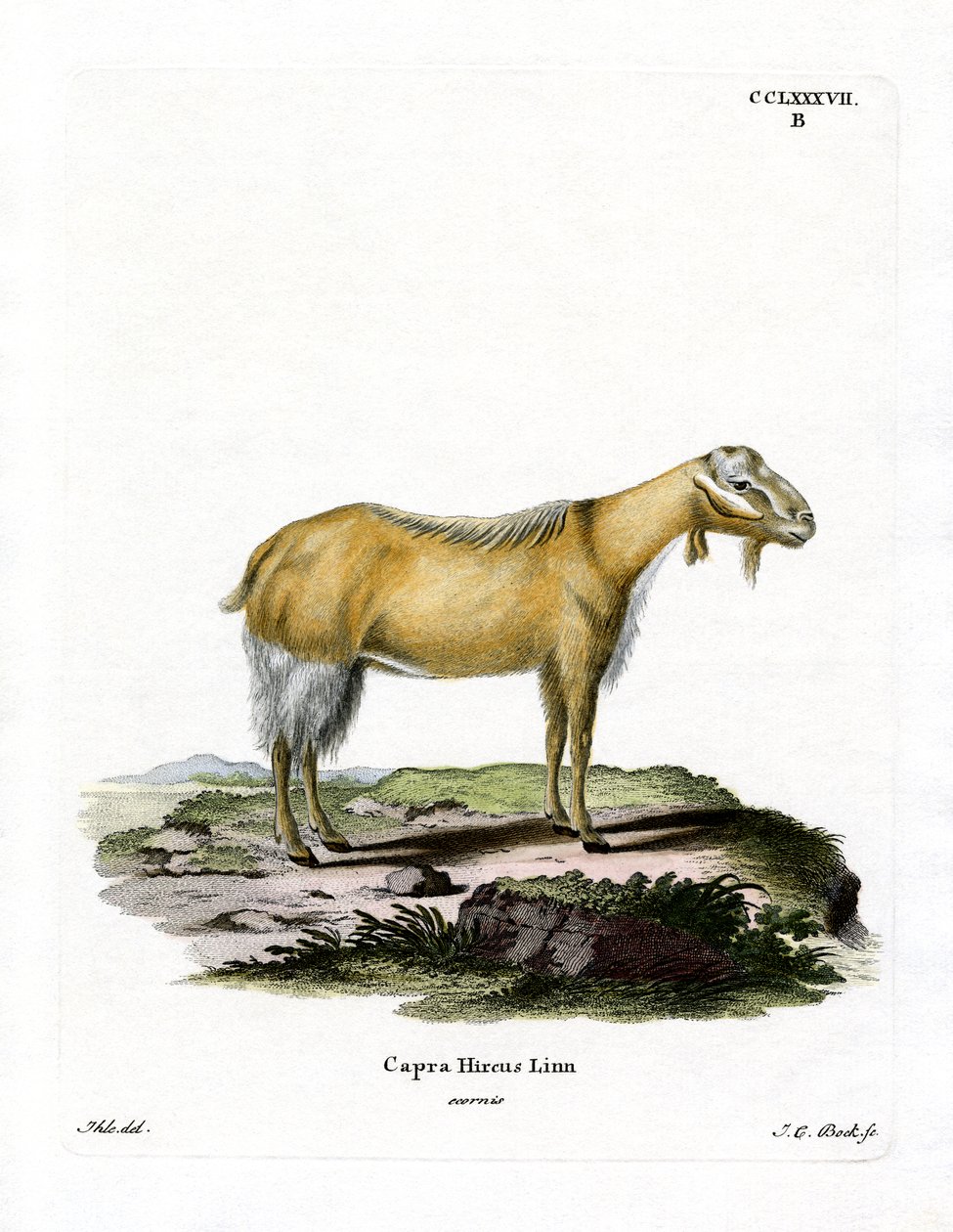 Ged uden horn (farvet gravering) af German School