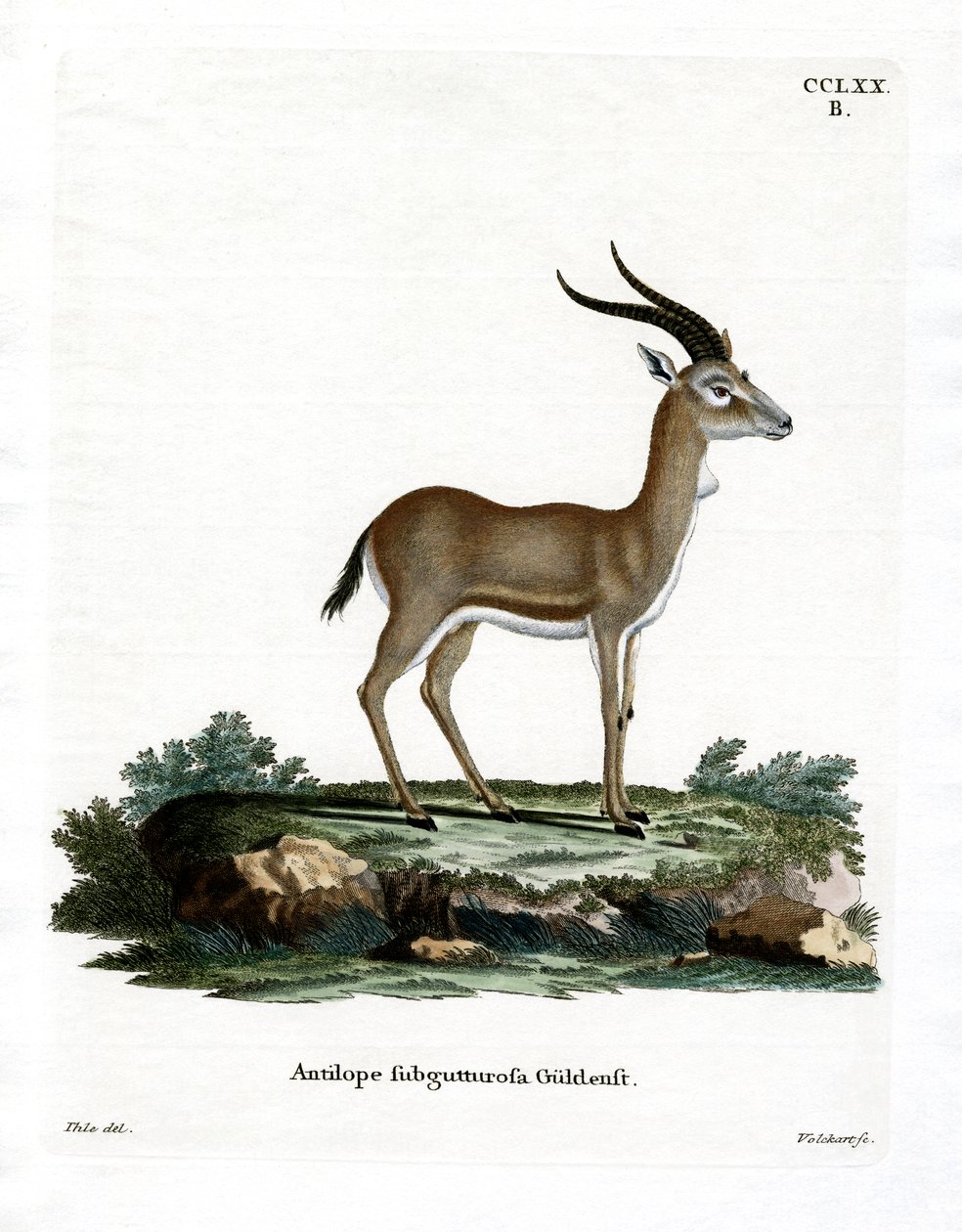 Goitered Gazelle (farvet gravering) af German School