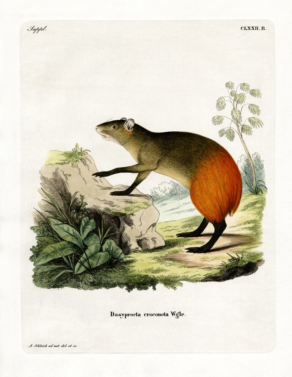 Guldrumpet Agouti (farvet gravering) af German School