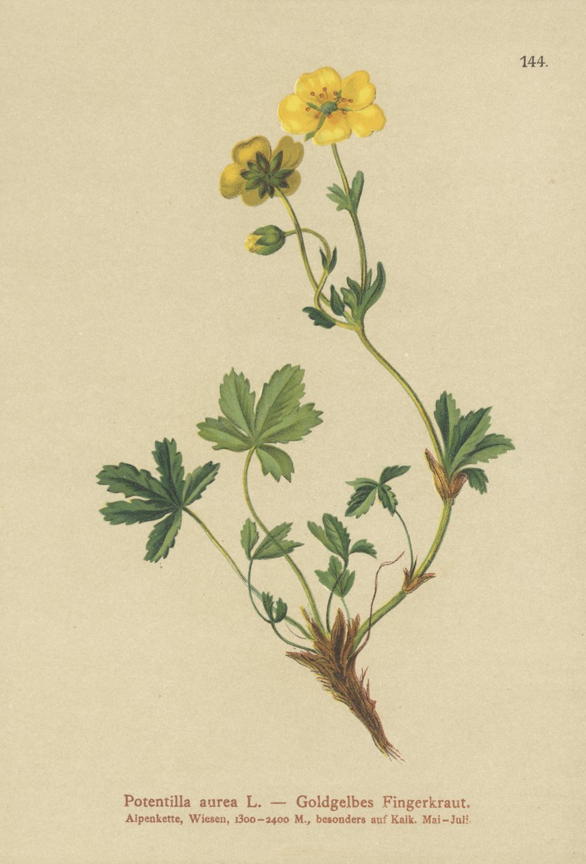 Gylden Cinquefoil af German School