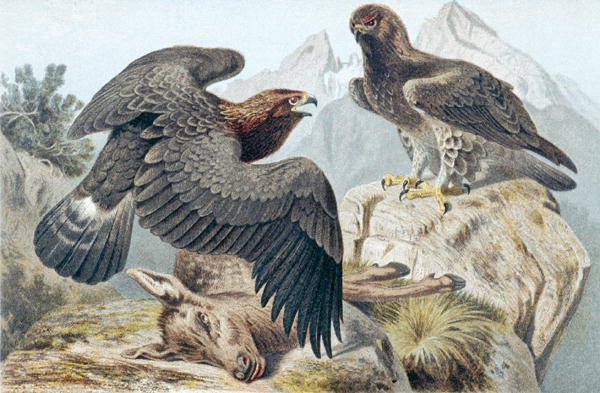 Guldørn, plade fra "Brehms Tierleben: Allgemeine Kunde des Tierreichs" vol.6, s.266, udgivet af Bibliographisches Institut af German School