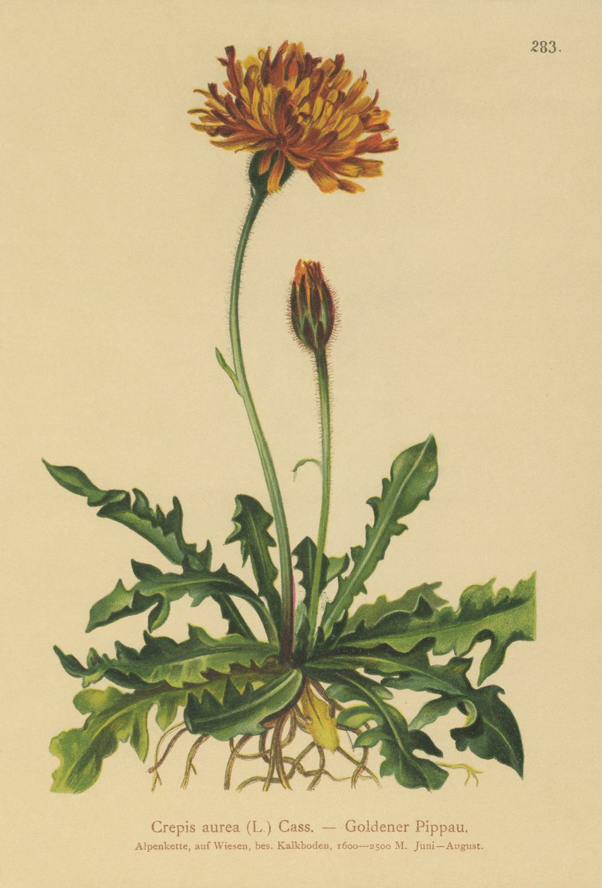 Gylden høgeskæg (Crepis aurea) af German School