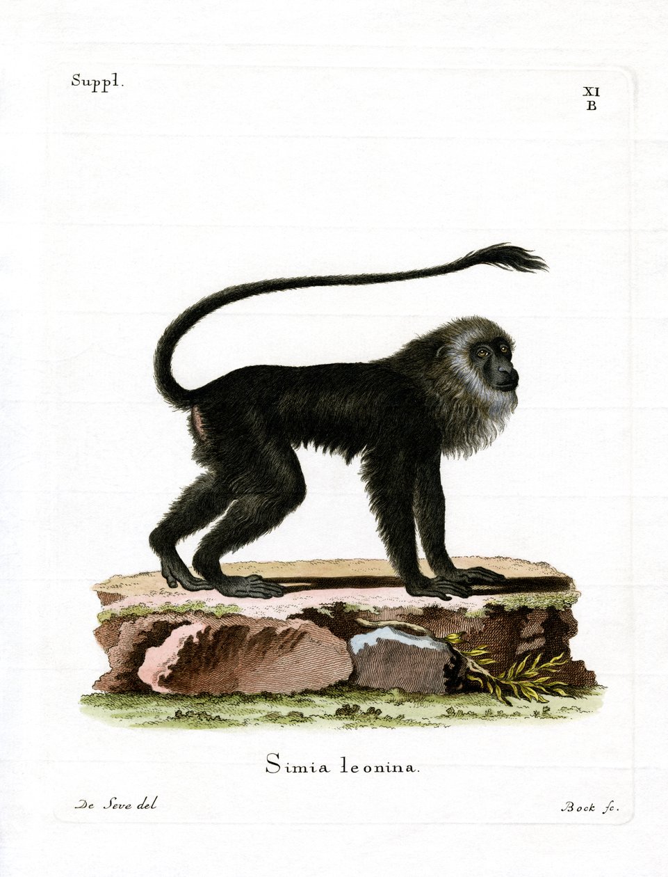 Golden Lion Tamarin (farvet gravering) af German School