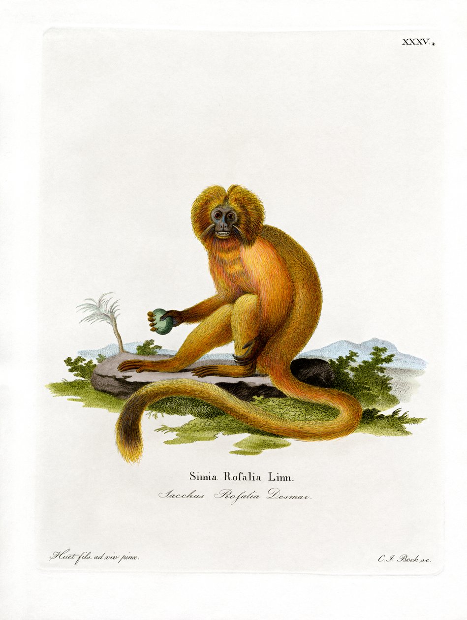 Golden Lion Tamarin (farvet gravering) af German School